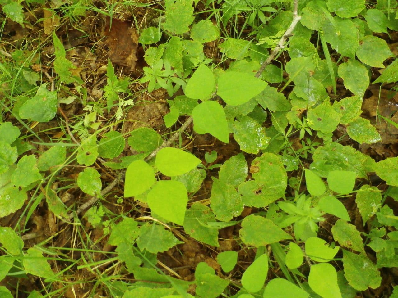 Amphicarpaea bracteata 10