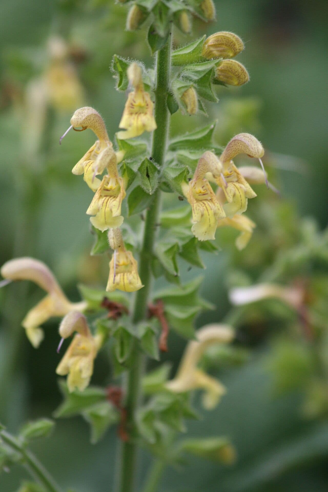 Salvia 2
