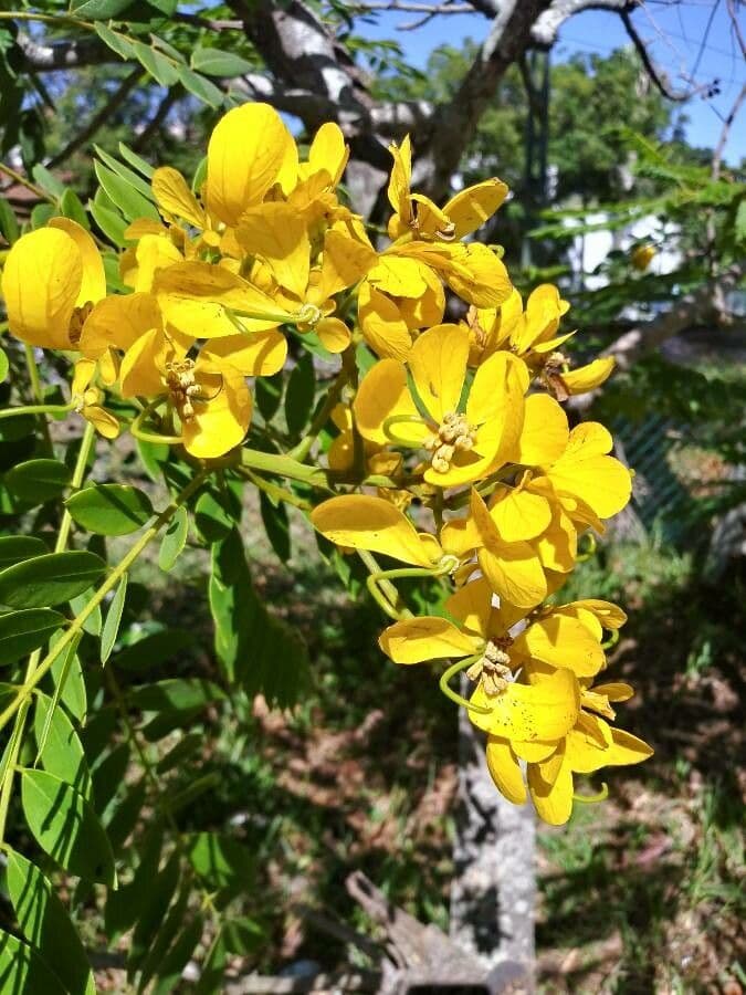Cassia spectabilis 5