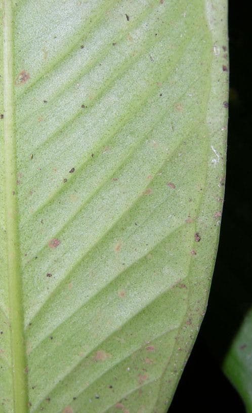 Anthurium lanceolato 6