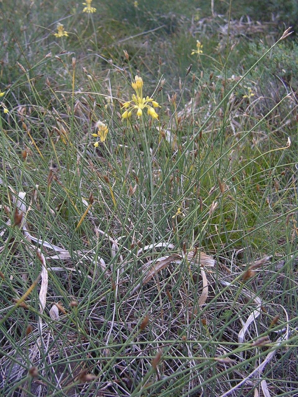 Ail jaune 12