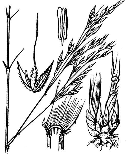 Achnatherum paradoxum 27