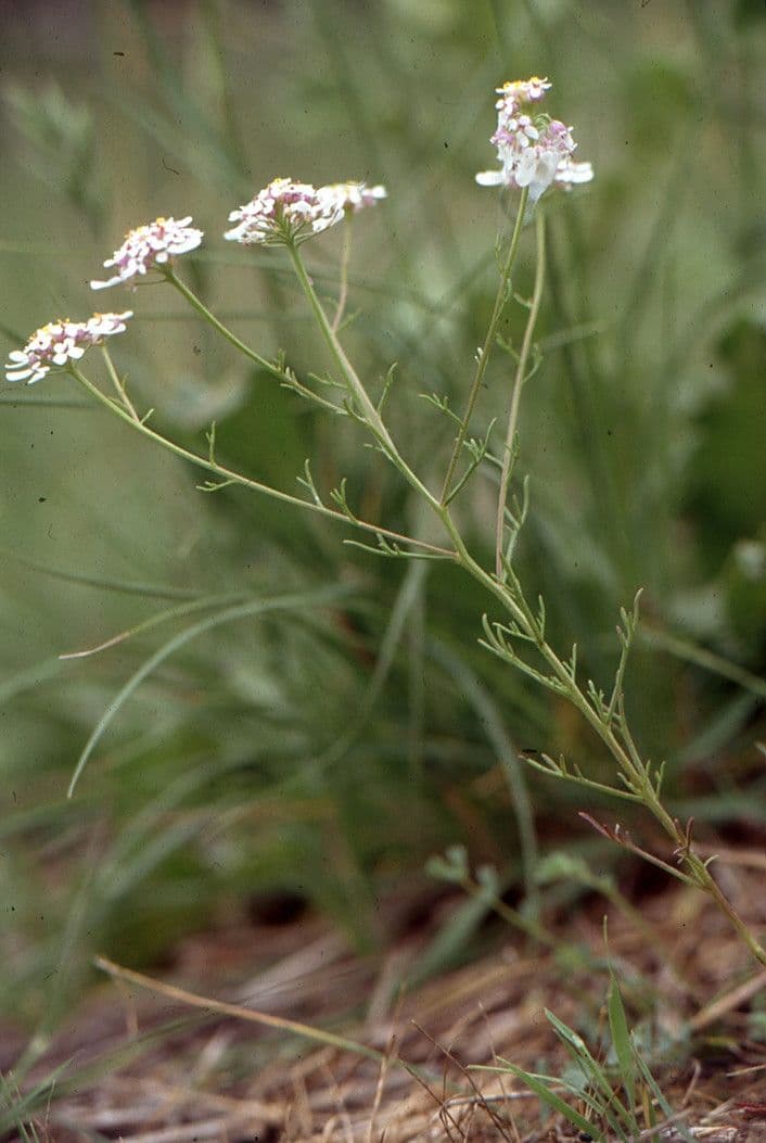 Iberis pinnata 15