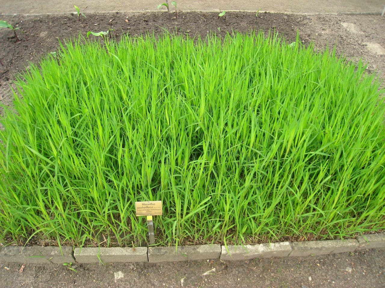 Miscanthus cukroplodý 6