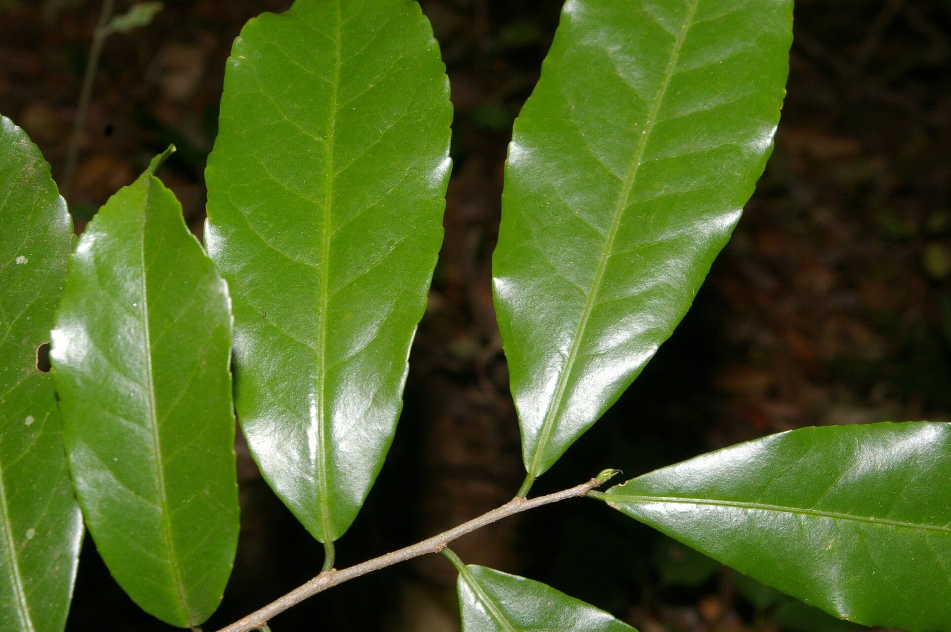 Casearia 7