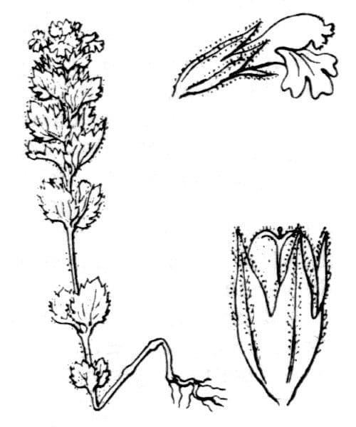 Oczar 22