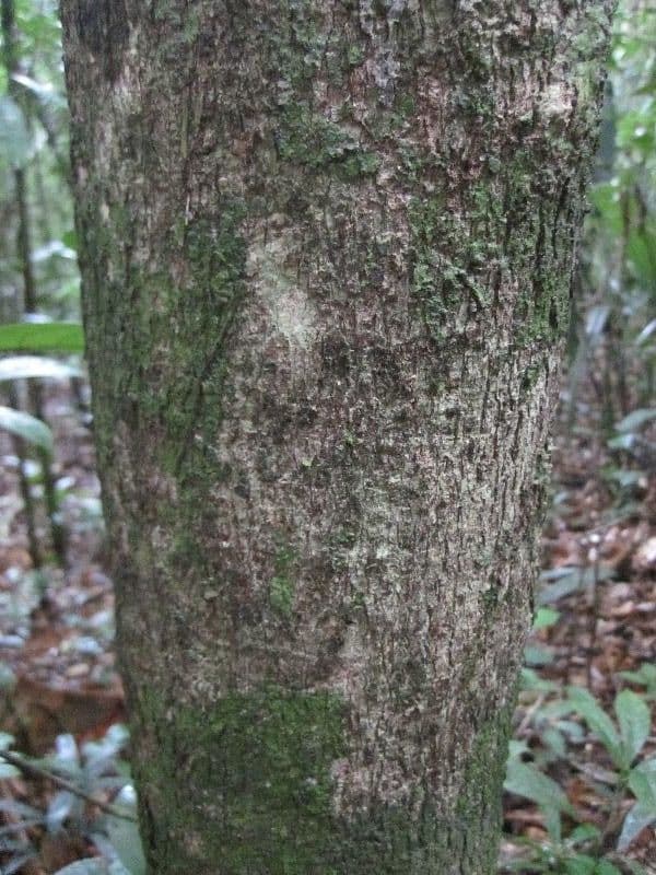 Andira 3