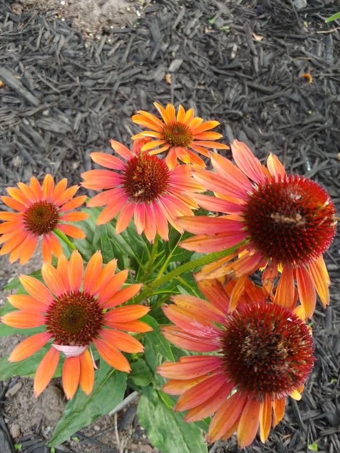 Třapatka purpurová 10