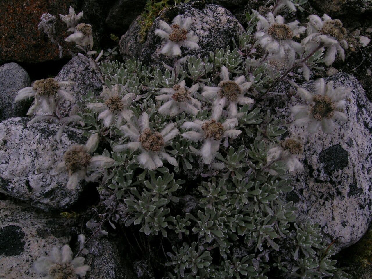 Edelweiss 9