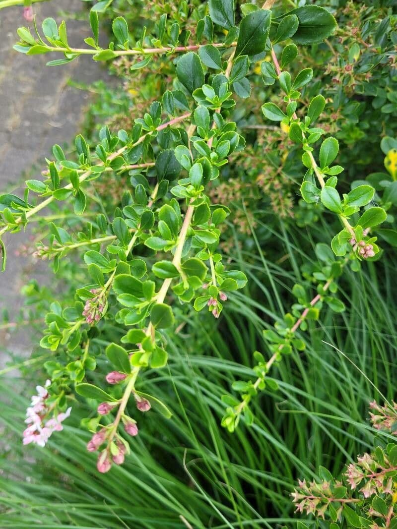 Escallonia 9
