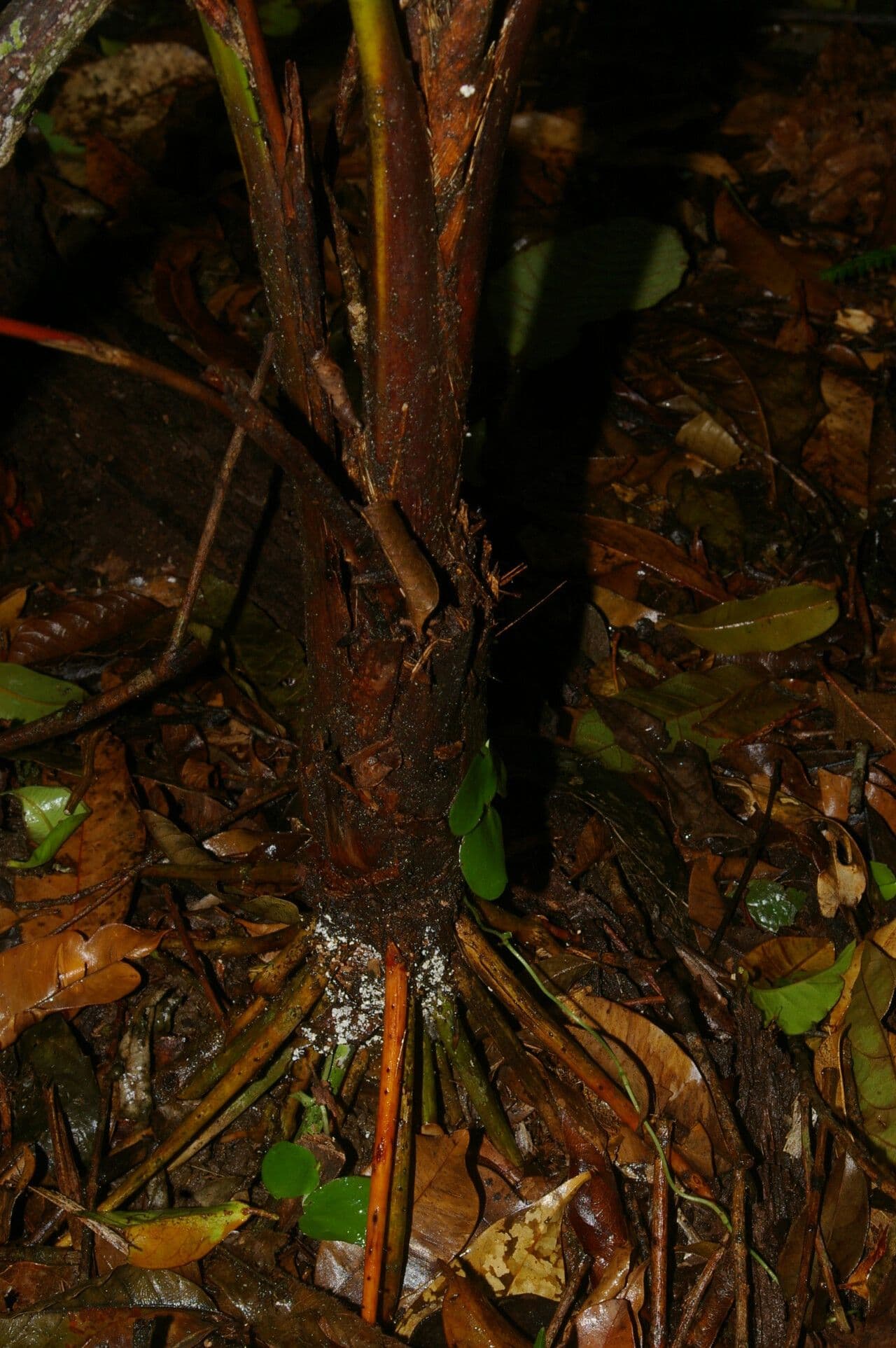 Neonicholsonia 3