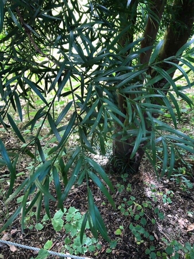 Afrocarpus falcatus 10