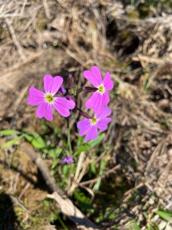 Malcolmia 3