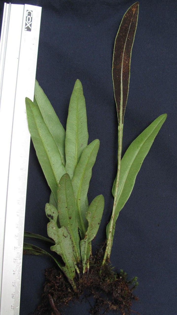 Elaphoglossum 4
