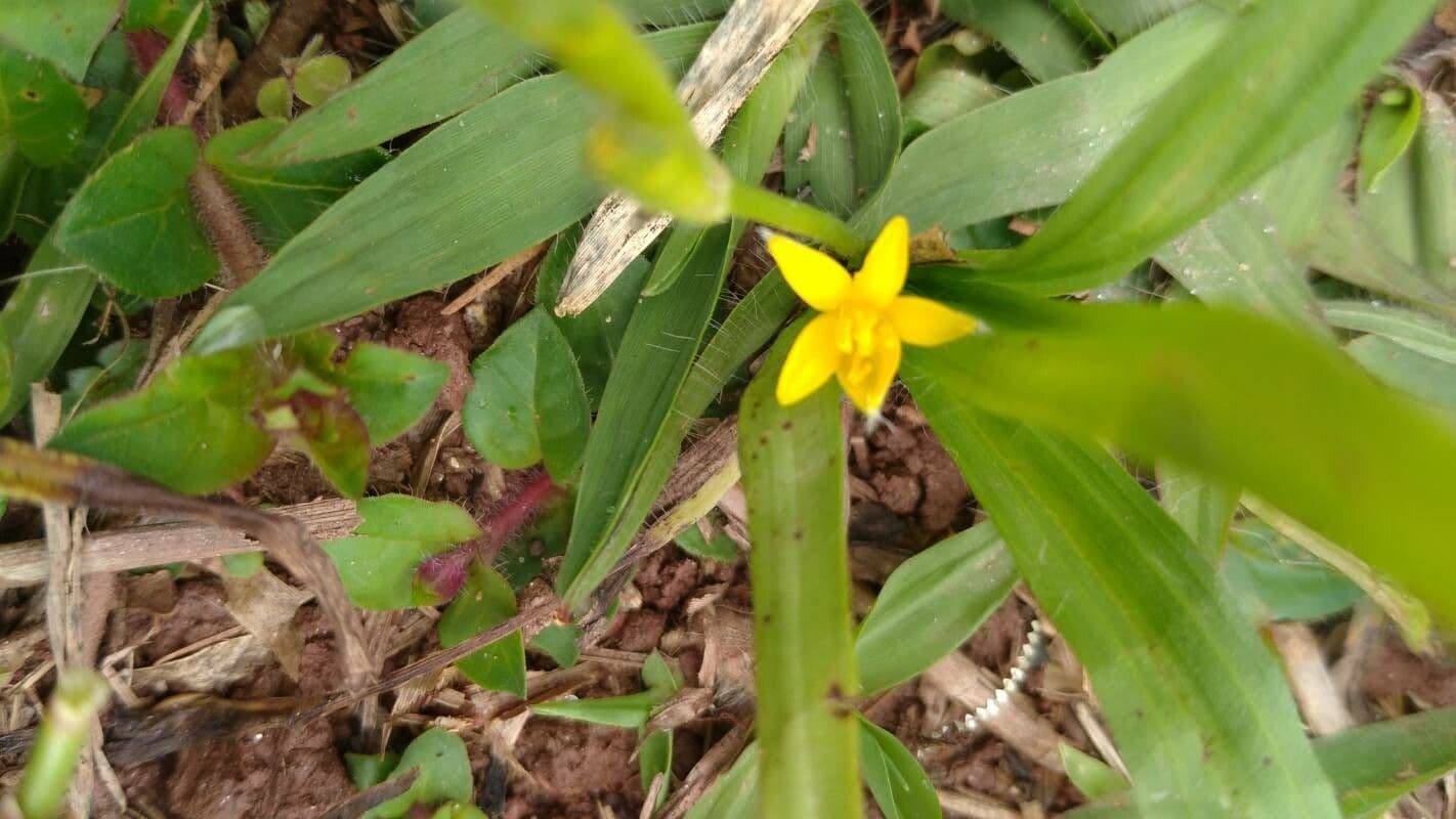 Hypoxis 8