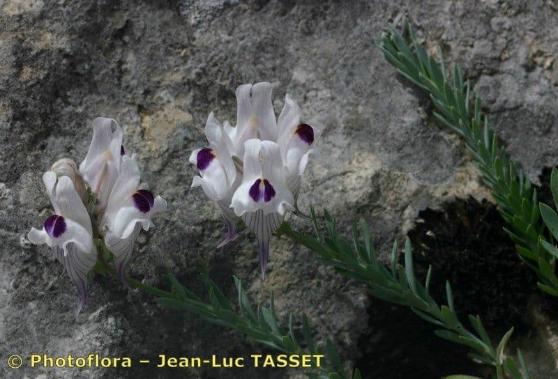 Linaria verticillata 15