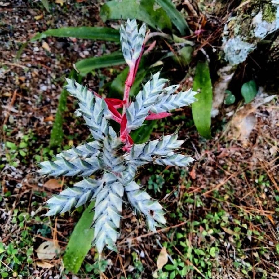 Aechmea 5