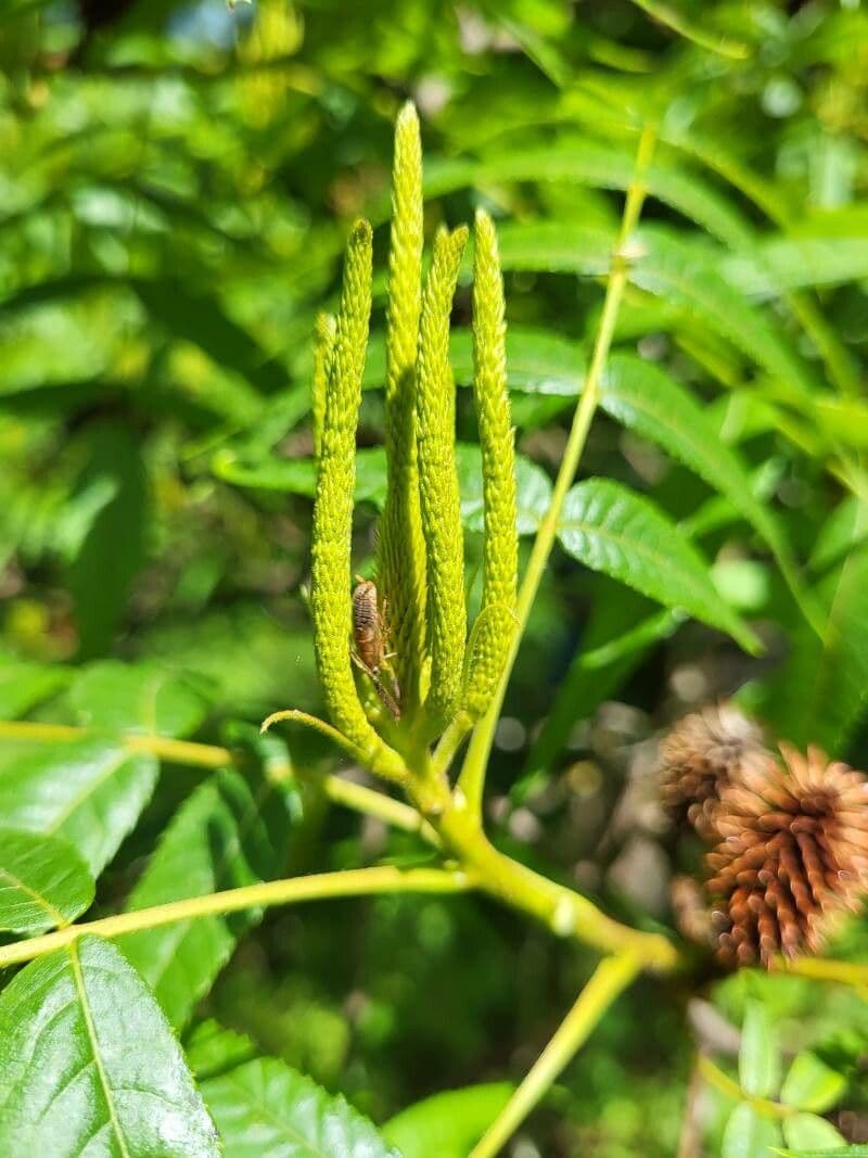 Platycarya strobilacea 9