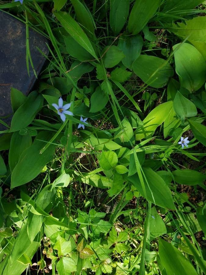Schmalblättriges Blauaugengras 10