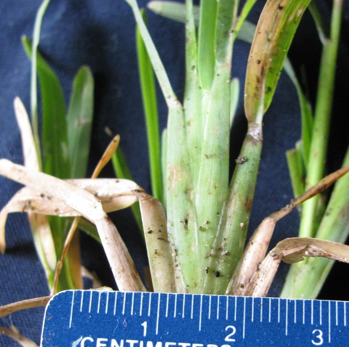 Chloris promienna 5