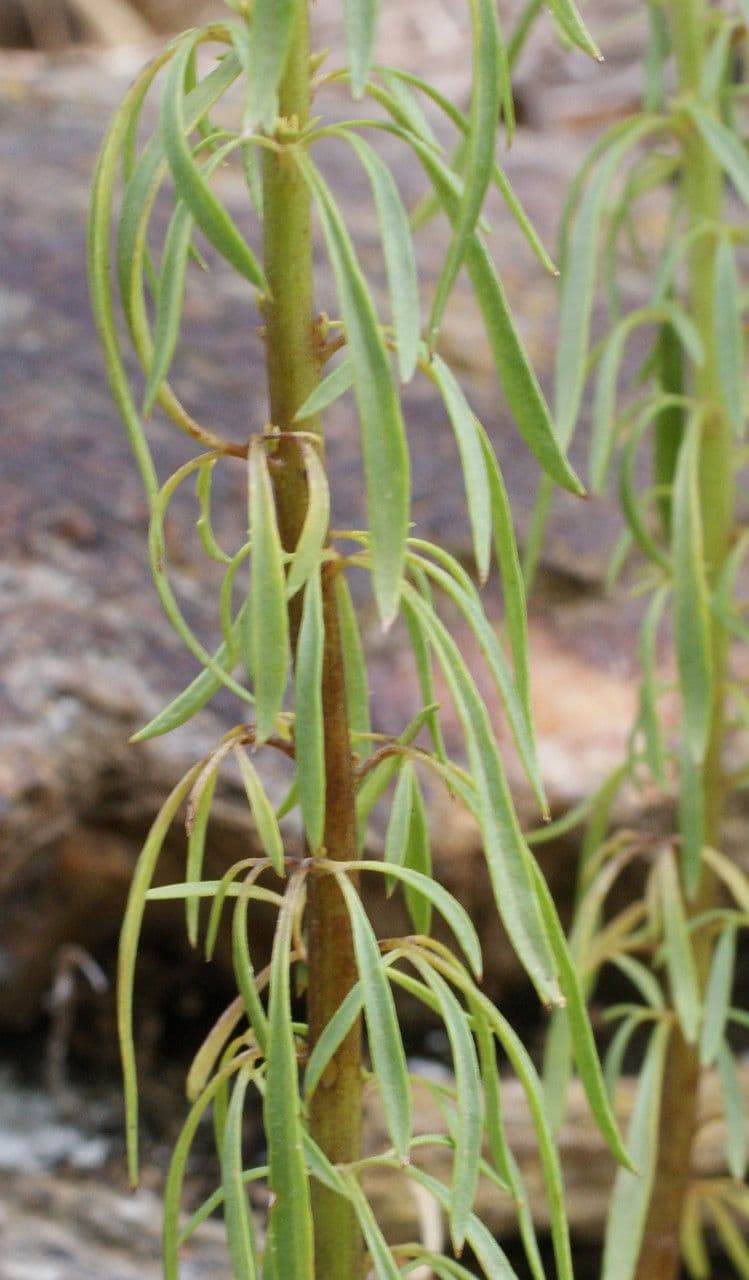 Musonello 16