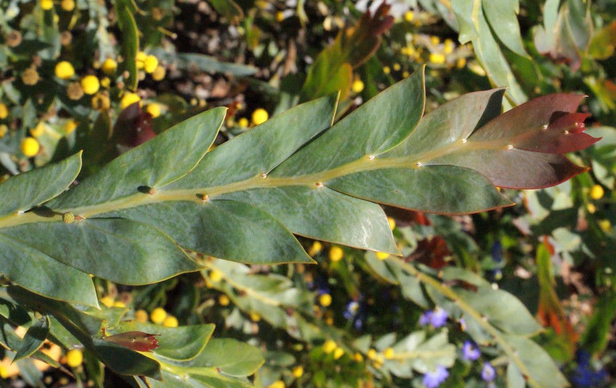 Acacia glaucoptera 16