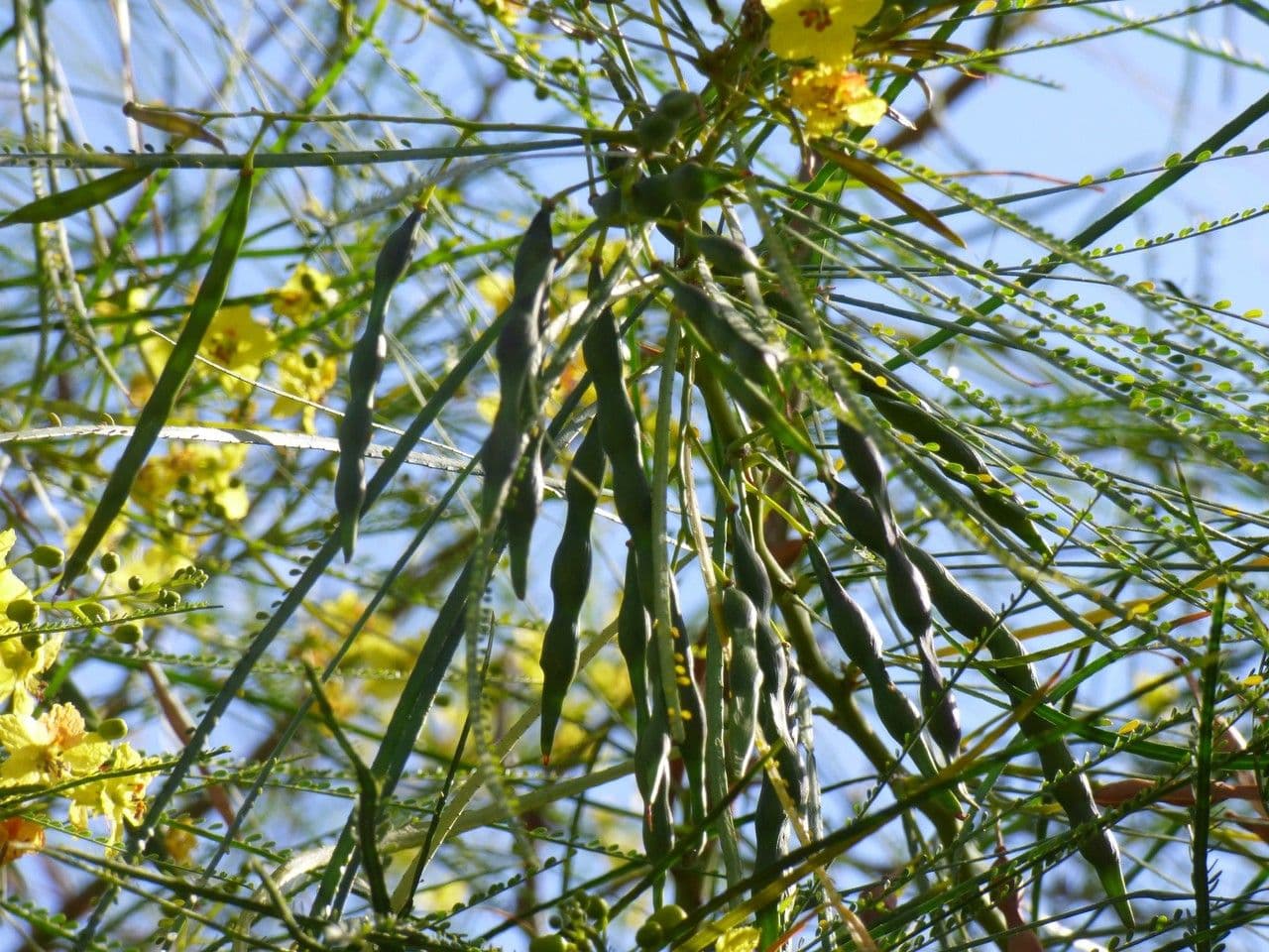 Parkinsonia 5