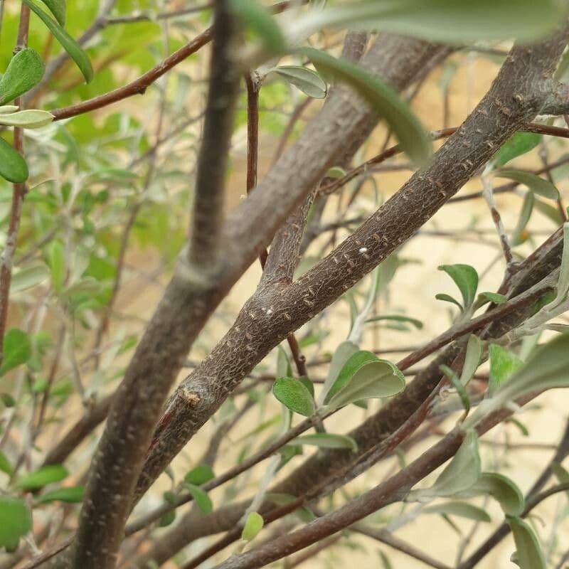Corokia 21