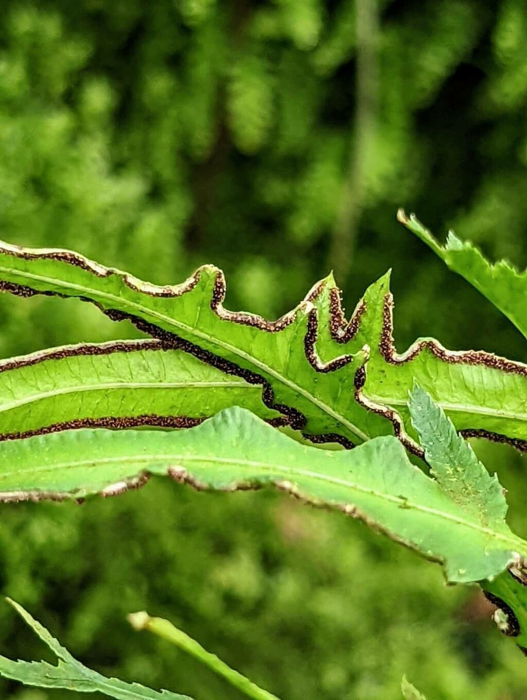 Pteris di Creta 3