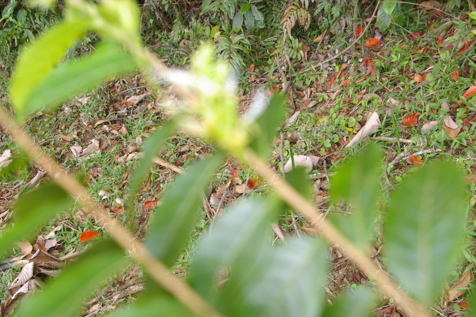 Hirtella 8