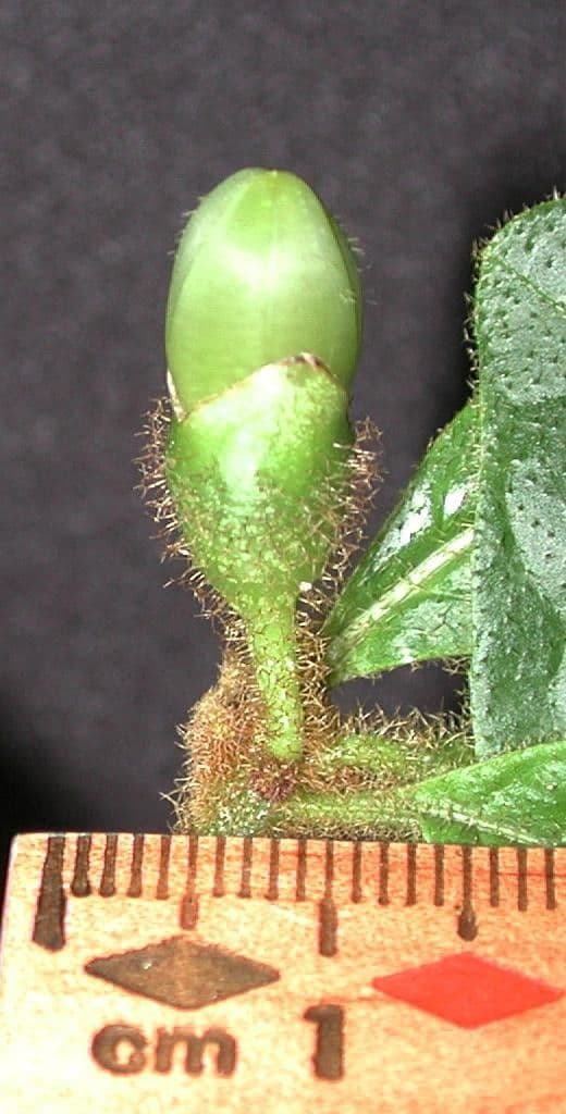 Lycianthes sanctaeclarae 3