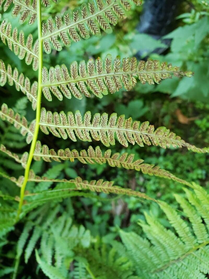 Deparia acrostichoides 2