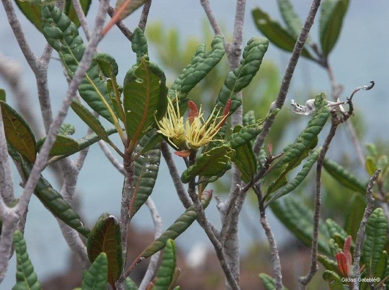 Xanthostemon sulfureo 6