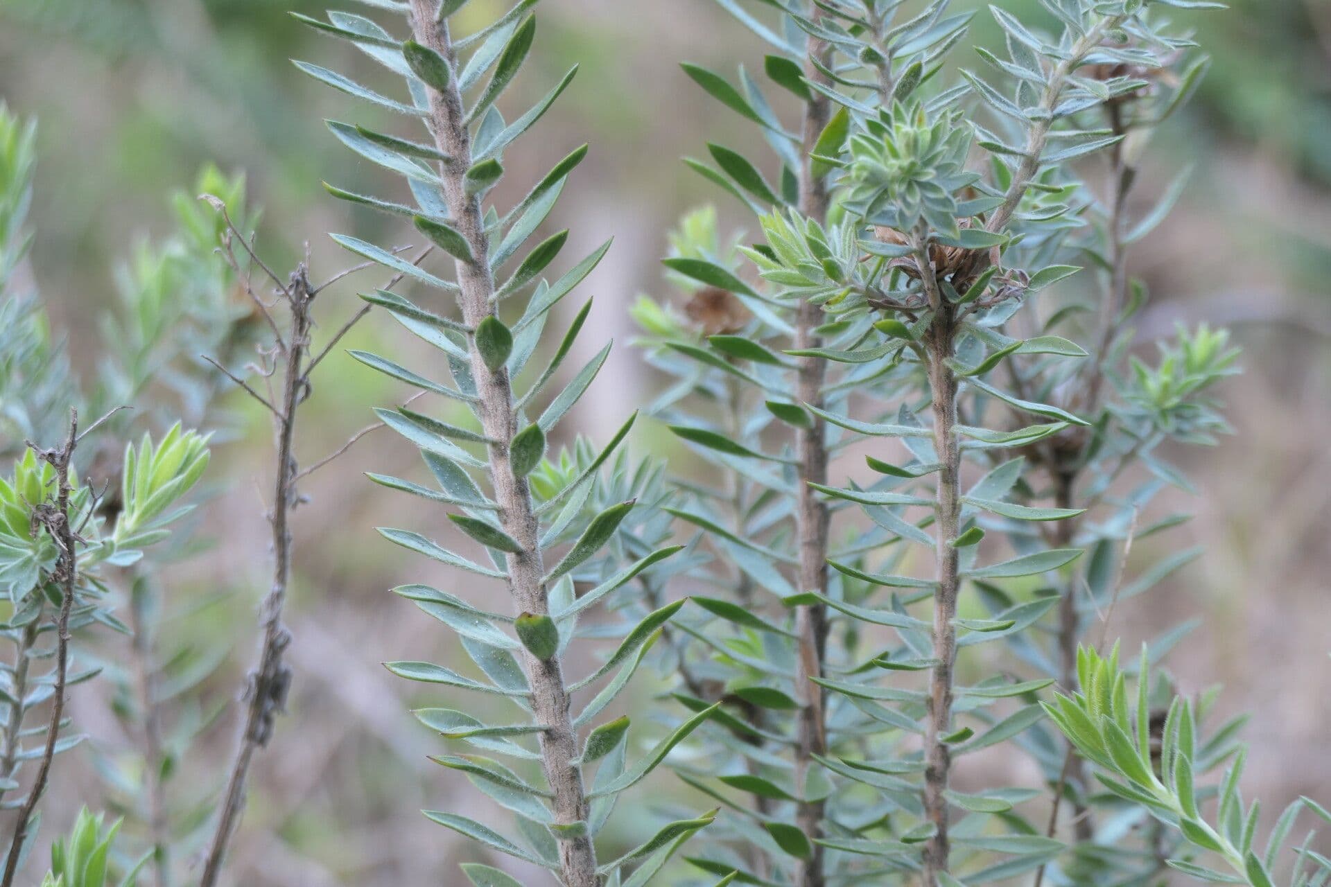 Relhania calicina 3