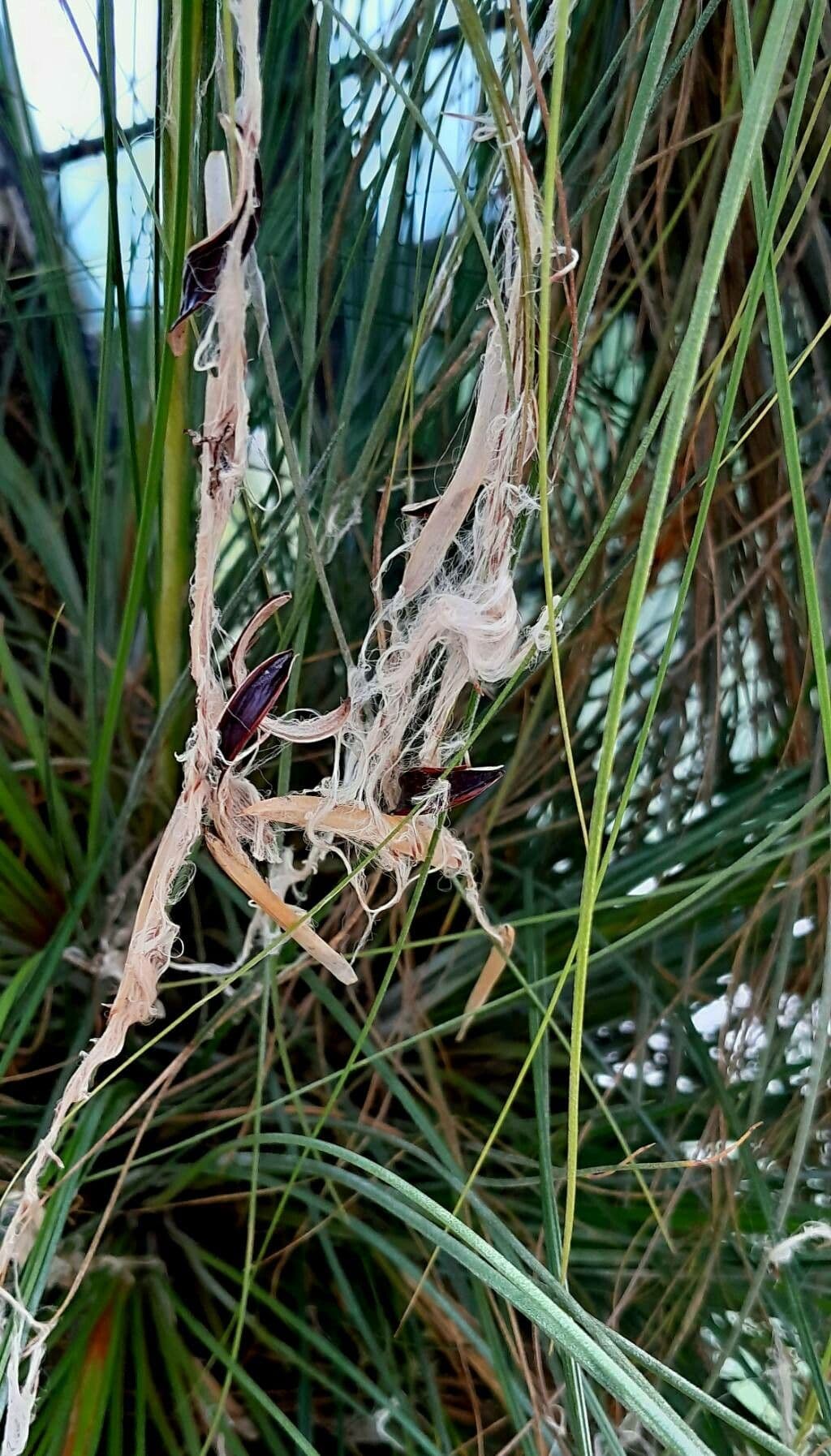 Tillandsia juncea