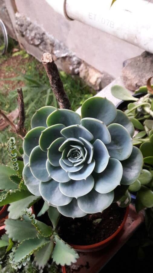Echeveria 5