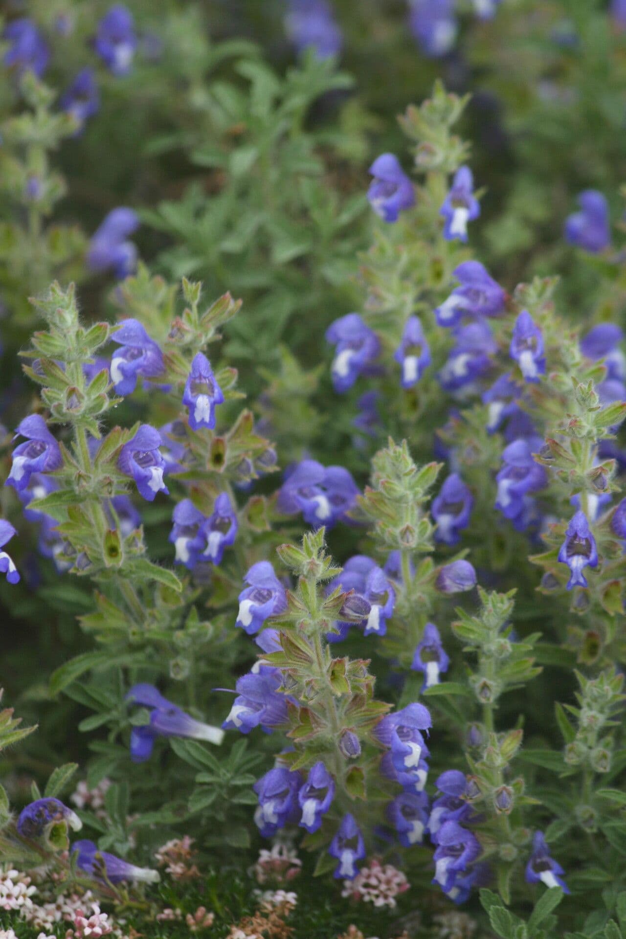 Salvia