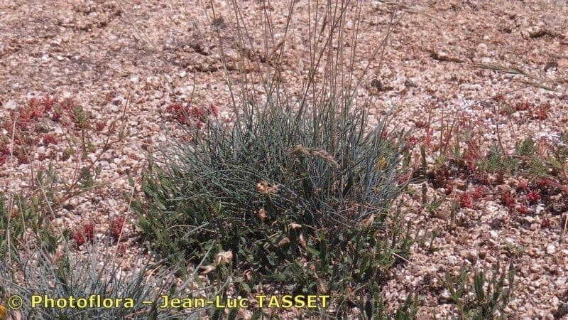 Festuca longifolia 8