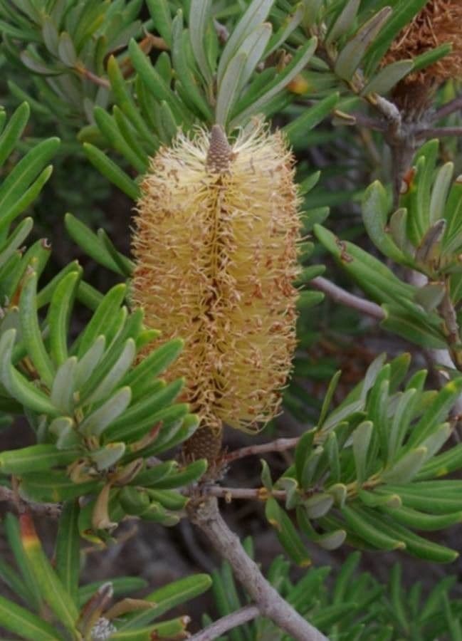 Banksia