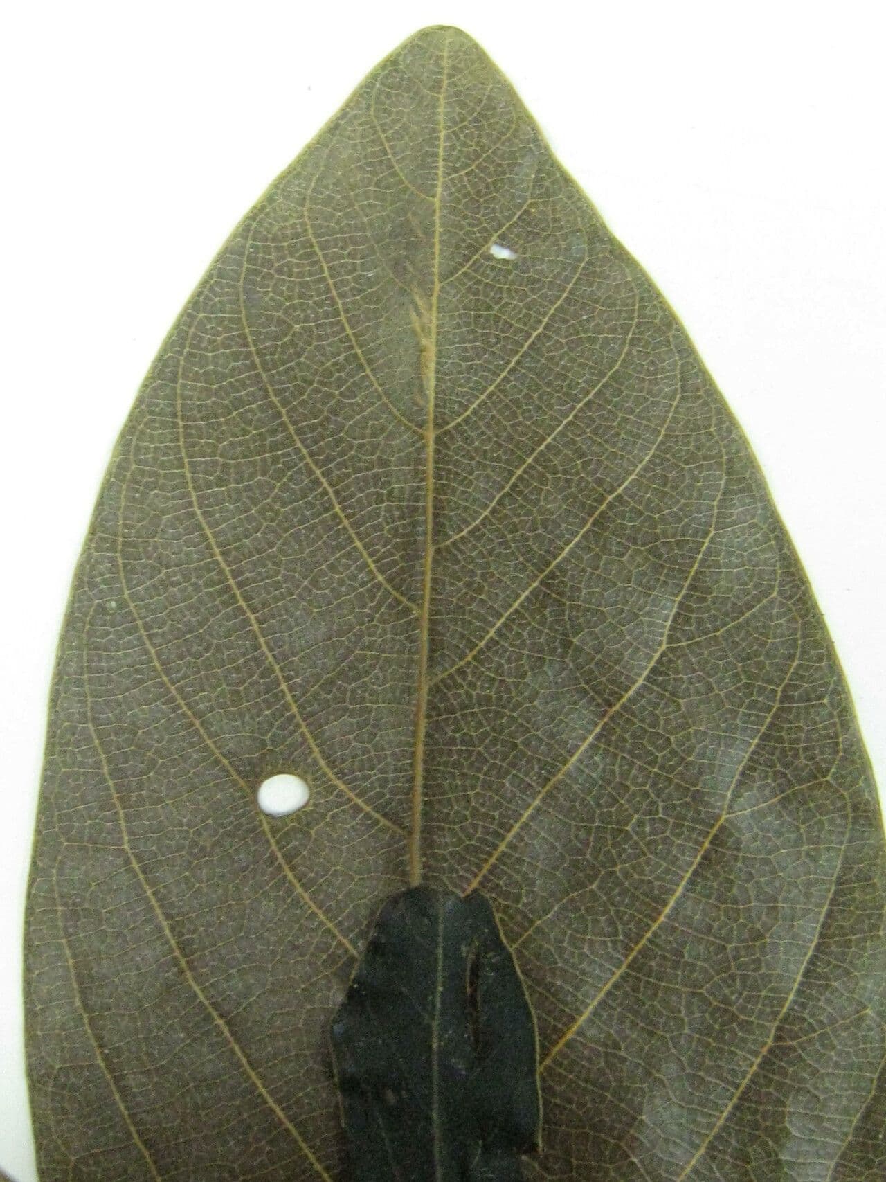 Ocotea 8