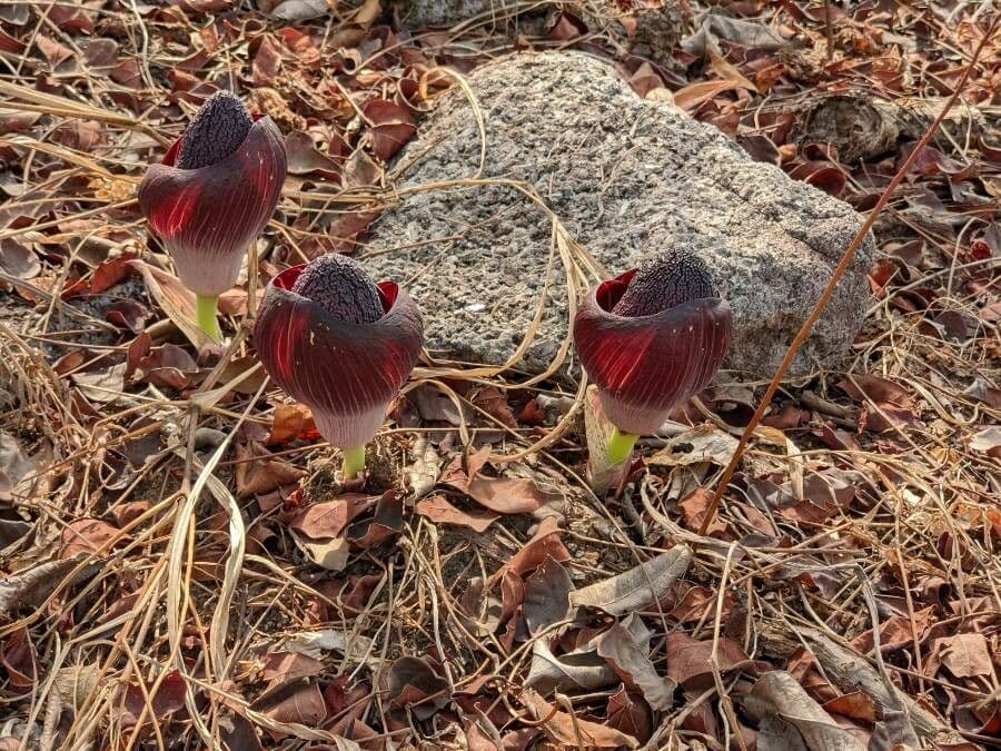 Amorphophallus aphyllo 4