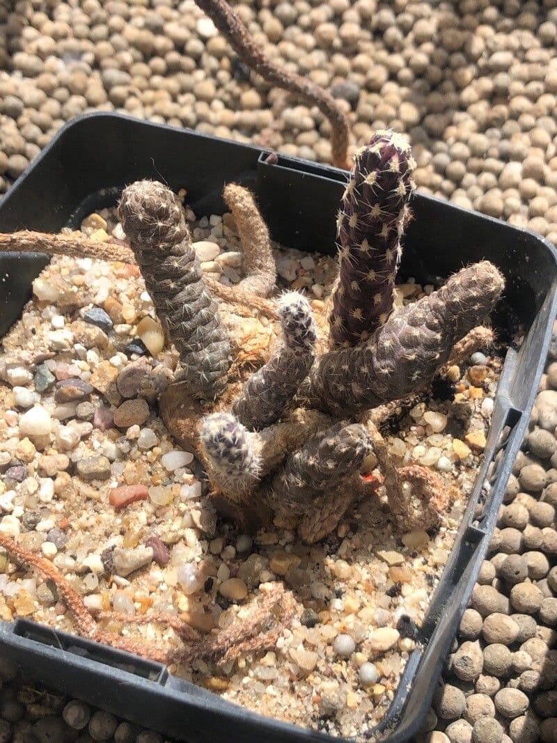 Pterocactus 2