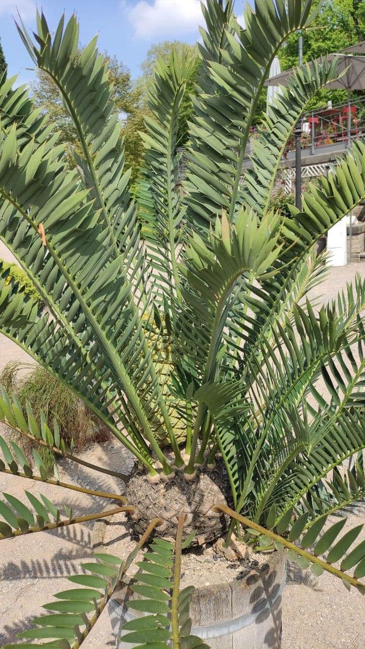 Cycad 2