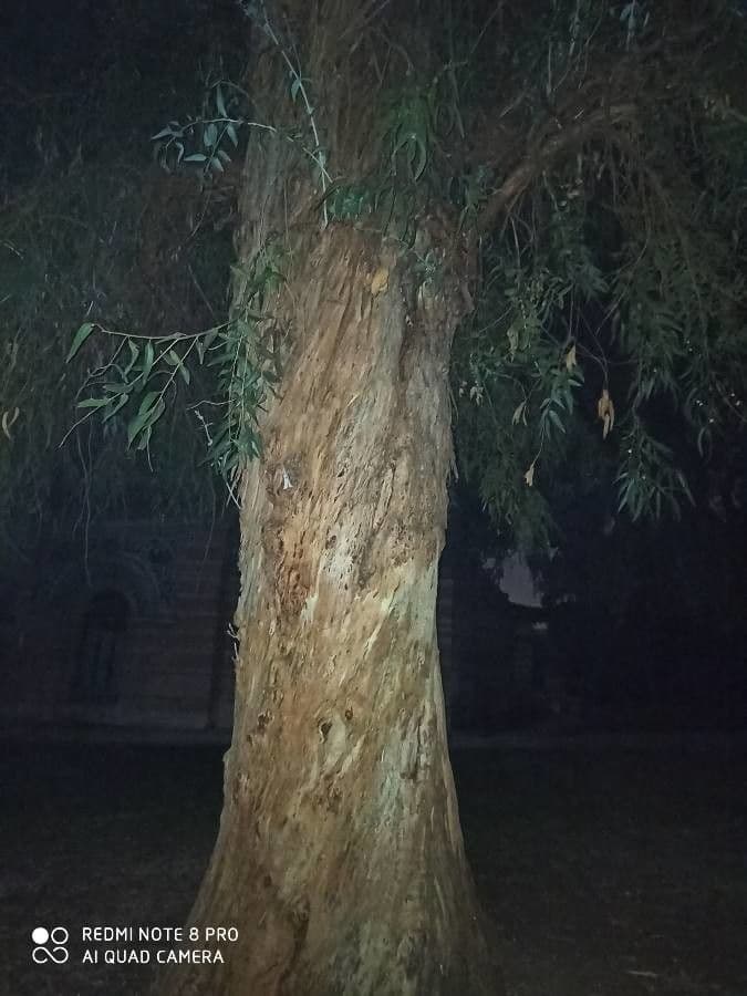 Blauer Eukalyptus 14