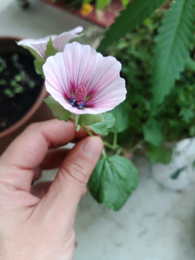 Malope