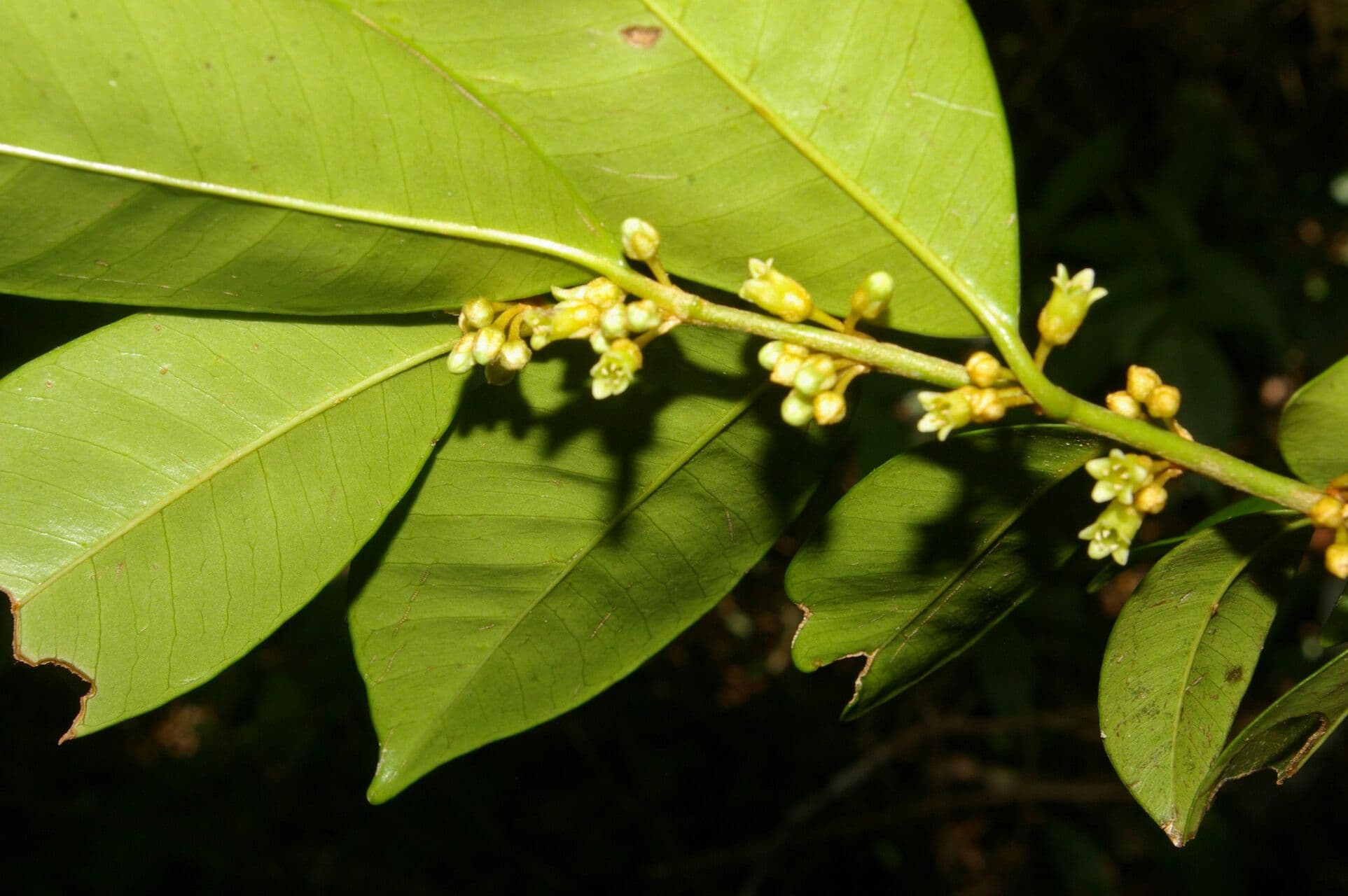 Casearia tremula 7