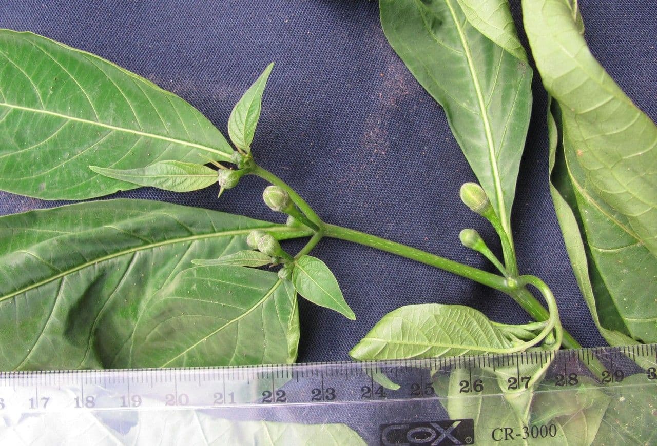 Lycianthes heteroclita 15