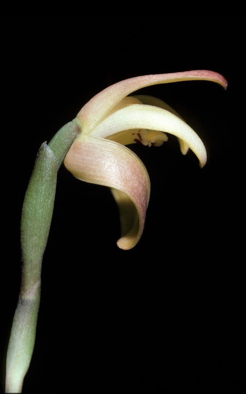 Maxillaria 4