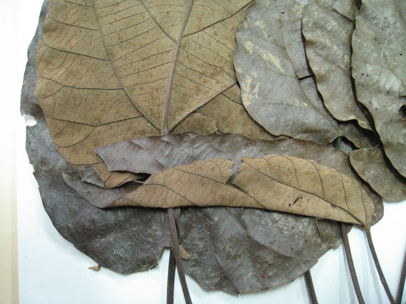 Conceveiba 5