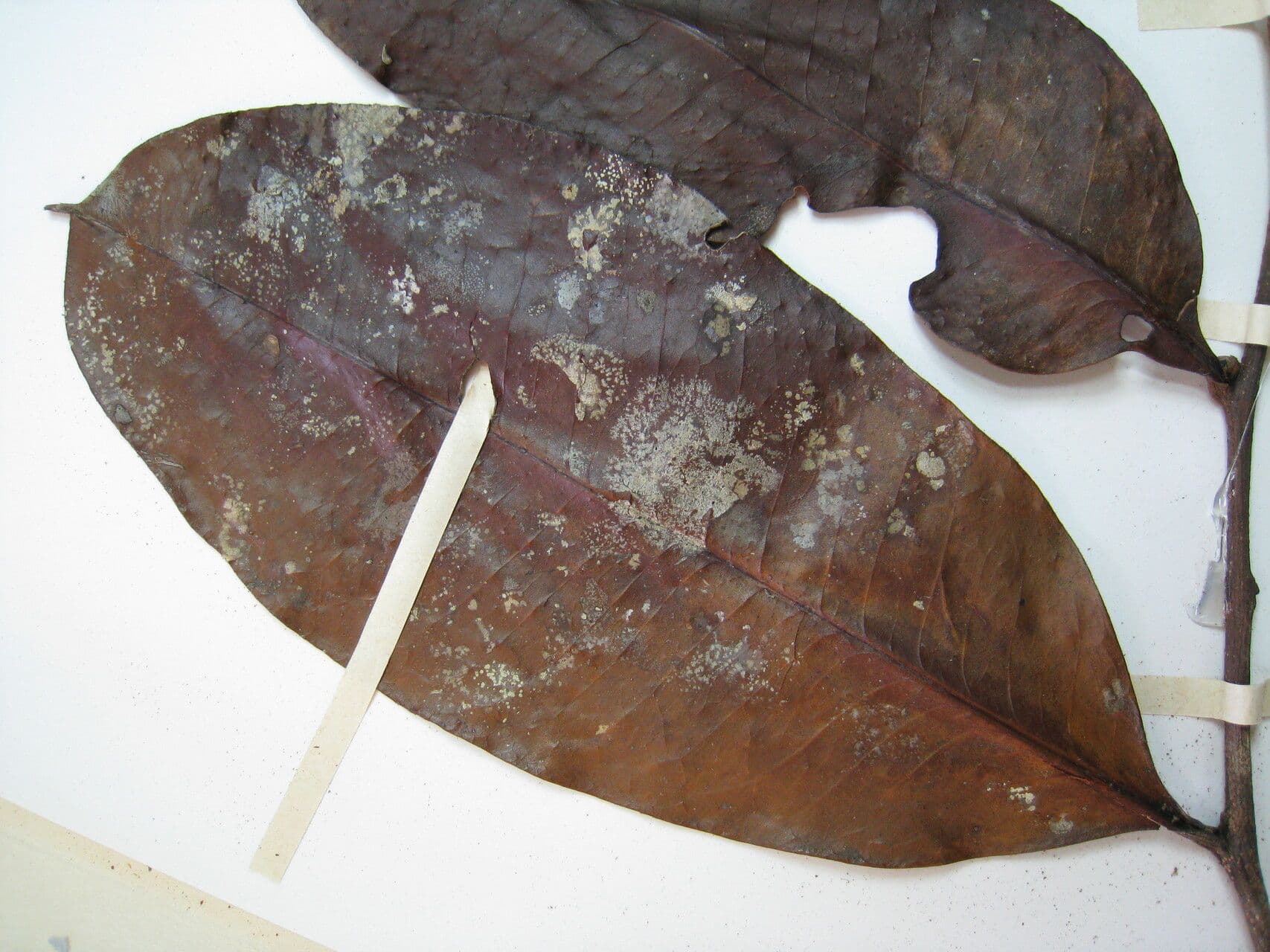 Casearia 2